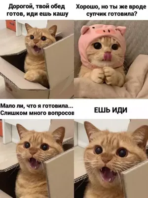 ну вставай / будильник #cat #кот #соня #доброеутро #спит #утро #catvideos  #мистер #сон #сонмалыша - YouTube