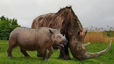 Фотографии последних представителей из видов вымерших животных за последние  100 лет... | Жизнь в фактах и событиях | Дзен