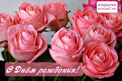 Открытка \"С Днем Рождения!\" красные розы, золотой орнамент (10 шт) -  РусЭкспресс