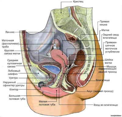 Анатомия женских половых органов: строение, функции и расположение  внутренних и наружных женских половых органов, схема в разрезе