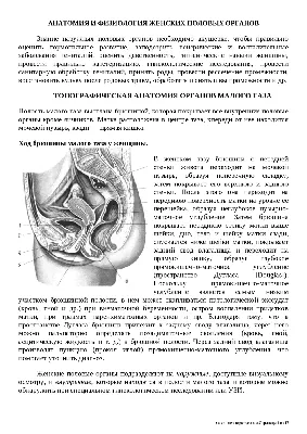 A582 Модель женского полового органа в сагиттальном разрезе, 4 части