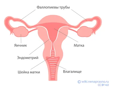 Картинки женского полового органа