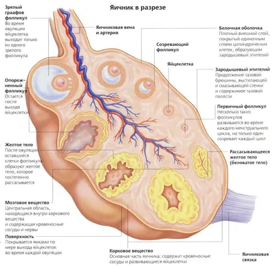 Влагалище человека — Википедия