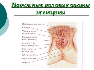 Идите… в Йони!»: одесская художница рисует женские половые органы (фото) |  Новости Одессы