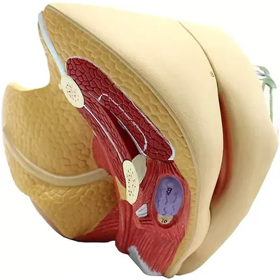 Размер жизни, медицинская анатомическая модель женского полового органа, 4  части, пронумерованные | AliExpress