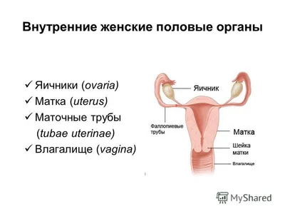 Женская репродуктивная система - Центр ЭКО