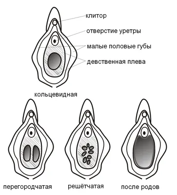 УЗИ половых органов / Диагностика / Статьи о здоровье / Статьи и  энциклопедия / madez.ru