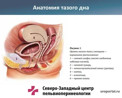 От чего зависит строение половых губ?Виды половых губ. | eromaniay | Дзен