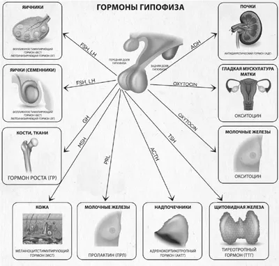 красивая молодая блондинка с анатомической моделью женского полового органа,  закрывающей рот рукой, шокирована и боится за Стоковое Изображение -  изображение насчитывающей руки, красивейшее: 224040527