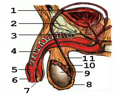 Женские внутренние половые органы - Проблемы со здоровьем у женщин -  Справочник MSD Версия для потребителей