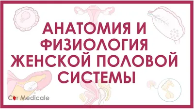 Киста шейки матки – причины, симптомы, признаки, диагностика и лечение в  клинике «Будь Здоров»