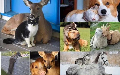 Трогательные фотографии, когда люди прощаются со своими домашними животными
