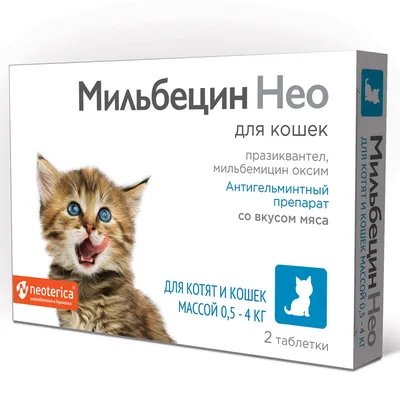 Картина на холсте (милый котенок улыбается, котята милые, кошки, котики  смешные животные) 20x30 интерьерная/в комнату/на стену/в спальню - купить  по низкой цене в интернет-магазине OZON (619127335)