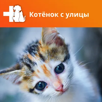 СУПРАМИЛ эмульсия для котят и кошек до 2 кг, 5 мл. купить в Новосибирске с  доставкой в интернет-магазине ЗооСАТ