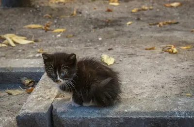 Фотографии котят кошка рыжая Взгляд Животные белым фоном