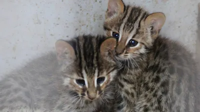 Защитники животных обвиняют Таллиннский приют для животных в  безосновательном усыплении котят