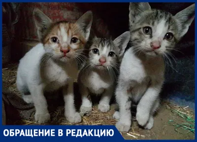 В Центре реабилитации диких животных родились редкие амурские котята - РИА  Новости, 24.05.2023