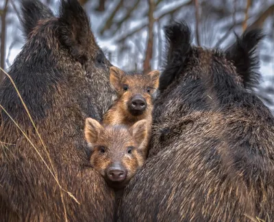 Animals: план урока о мире животных для детей