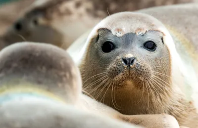 Представлены самые смешные фото животных от финалистов Comedy Wildlife  Photo Awards