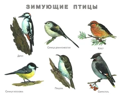 Зима птицы (Много фото!) - treepics.ru