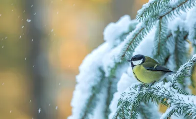 зима. птицы подмосковья. :: юрий макаров – Социальная сеть ФотоКто
