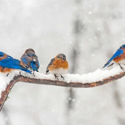 Скачать обои снег, дерево, зима, птица, ель разрешение 1920x1170 #110271