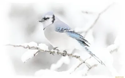 Зимние птицы (59 фото) - 59 фото