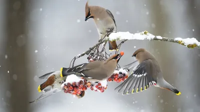 Самые редкие и красивые зимние птицы России | Vell | Дзен