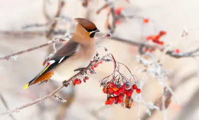 Обыкновенный снегирь | Зимние птицы России | Пикабу
