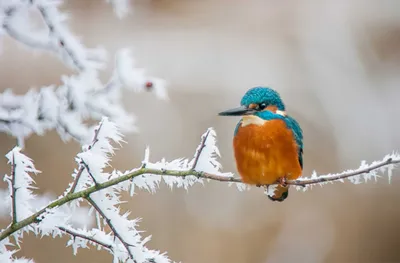 зима, птицы / Автор: Fedor
