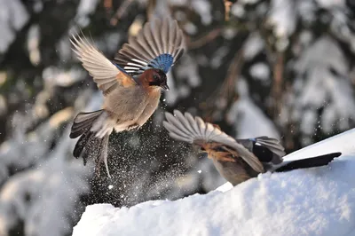 Голуби Сидят Снегу Зимние Птицы Городе стоковое фото ©Mila-Shchet-ph2  546889506