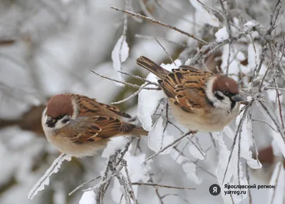 Красивые зимние птицы (35 фото) »