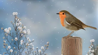 Птицы зимой (60 фото)