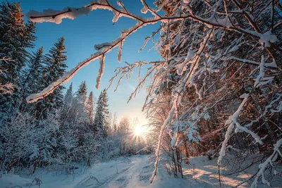 Зима в лесу. Россия 2019. Winter in the forest. Russia 201… | Flickr