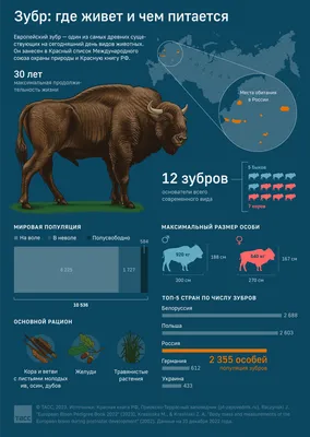 Чем отличается зубр от американского бизона? | Кафедра зоологии | Дзен