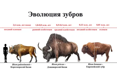 Благотворительная программа \"Усынови зубра\" – Сайт национального парка  \"Смоленское поозерье\". Зубры Поозерья - Посетителям.