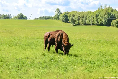 Кавказский зубр (Bison bonasus caucasicus)