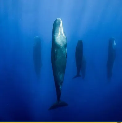 Мультфильм Кашалот Кашалот Характер Морской Морской Воды Животных Векторных  Персонажей Векторное изображение ©Seamartini 609177684