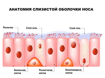 Профилактика заболеваний легких