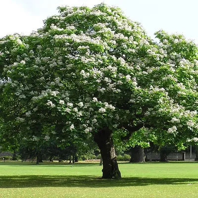 Катальпа бигнониевидная (Catalpa bignonioides) купить по цене 4.500,00 руб.  в Москве в садовом центре Южный