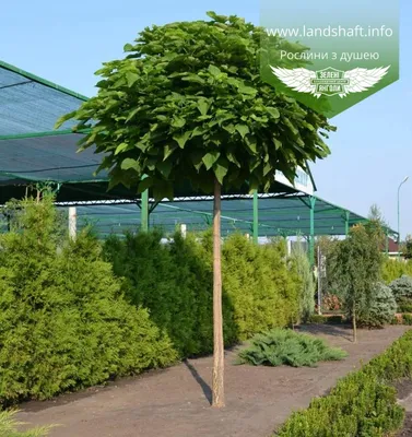 Catalpa bignonioides 'Nana', Катальпа бигнониевидная 'Нана'