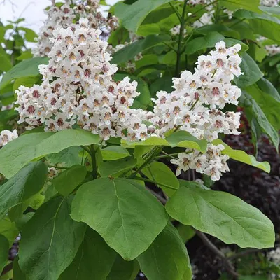 Купить саженцы Катальпа бигнониевидная (Catalpa bignonioides) в Москве по  цене 950 р. с доставкой в Подмосковье