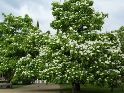 Купить Катальпа бигнониевидная Catalpa bignonioides - в питомнике Флорини