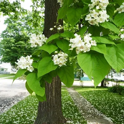 🌱 Семена Катальпа Прекрасная Талисман, Семена, 20 шт. Цена от 350 руб. В  наборе качественные семена, инструкция и советы по проращиванию дерева  дома. Купить с доставкой и онлайн оплатой. - интернет-магазин Лесландия