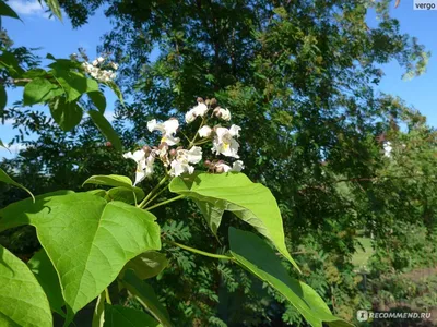 ФОТО СТАТЬЯ: #ДЕРЕВО #КАТАЛЬПА | Живу на Юге \" Кубань \" | Дзен