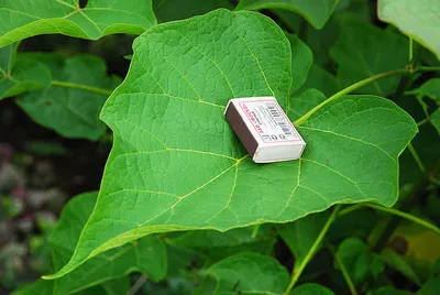 Купите Катальпа бигнониевидная (Catalpa bignonioides) 🌹 из питомника  Долина роз с доставкой!