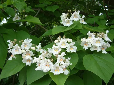 Catalpa bignonioides - Изображение особи - Плантариум