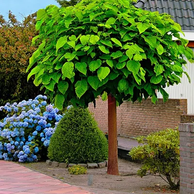 Катальпа бигнониевидная Нана. (Catalpa bignoides Nana) ШТАМБ висота-220cm,  обхват 10-12см. купить в интернет-магазине ЦВІТСАД с доставкой по Украине