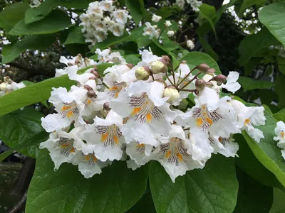 Купить саженцы Катальпа бигнониевидная Уолтер (Catalpa bignonioides Walter)  в питомнике. Для сорта Катальпа бигнониевидная Уолтер (Catalpa bignonioides  Walter) есть описание, фото, цены и отзывы садоводов.