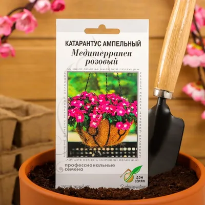 Катарантус розовый ампельный (Vinca rosea)